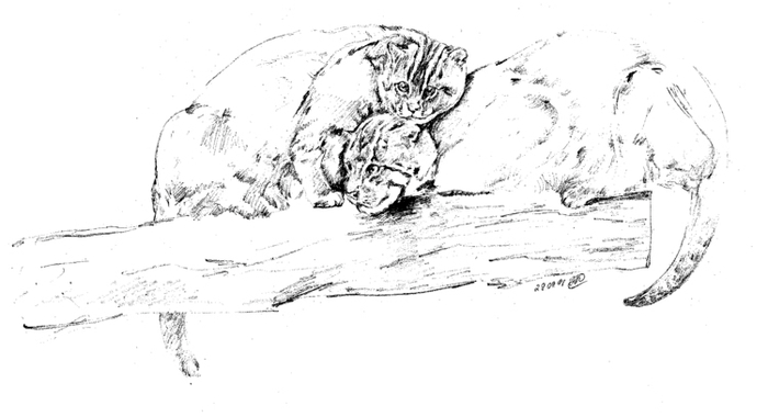 Виверровые кошки