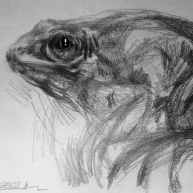 Уси-пуси жабка