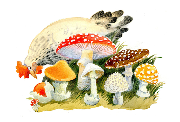 "Грибной вождь" Как растут мухоморы