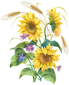 подсолнухи