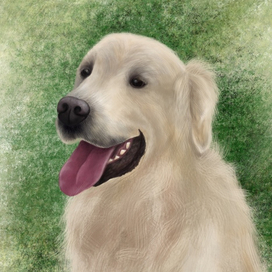 Портрет золотистого ретривера