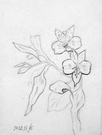 Зарисовка цветов