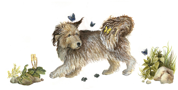 Собачьи мечты