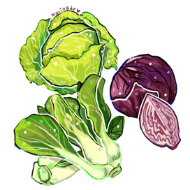 Иллюстрации капусты