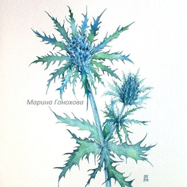 Синеголовник