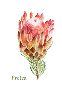 Акварельная иллюстрация: Протея.
