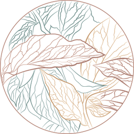 Ботаническая иллюстрация  