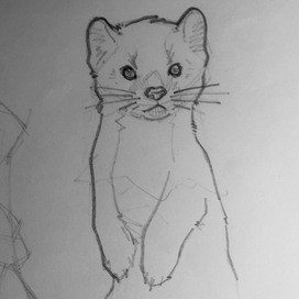 Серьёзный соболь