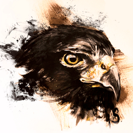 портрет сокола