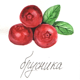 брусника