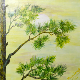 Сосна и солнечный свет