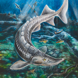 Сибирский осётр в озере Байкал