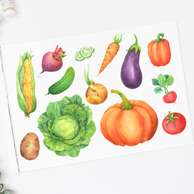 Серия акварельных иллюстраций - овощи