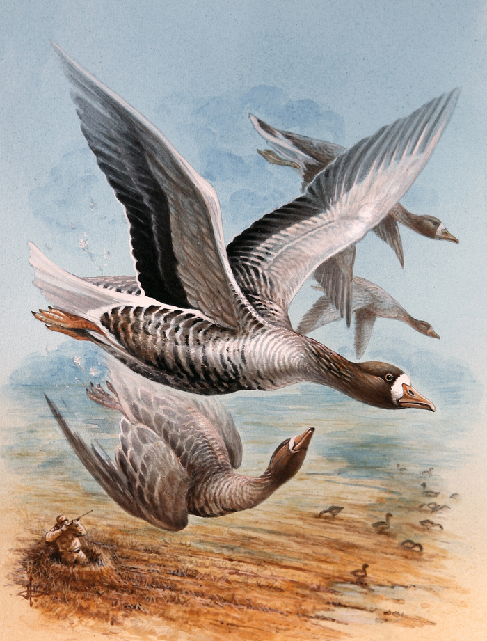 Белолобый...