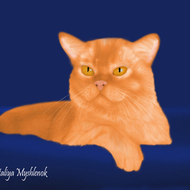 Красный кот