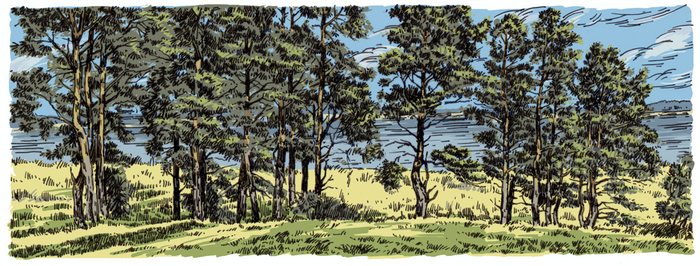 Пейзаж с соснами