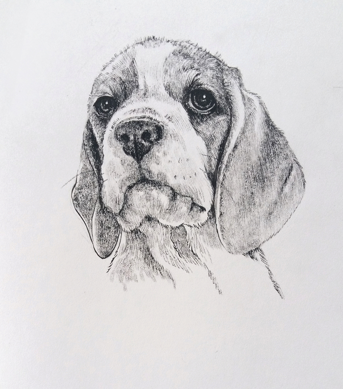 Щенок бигля