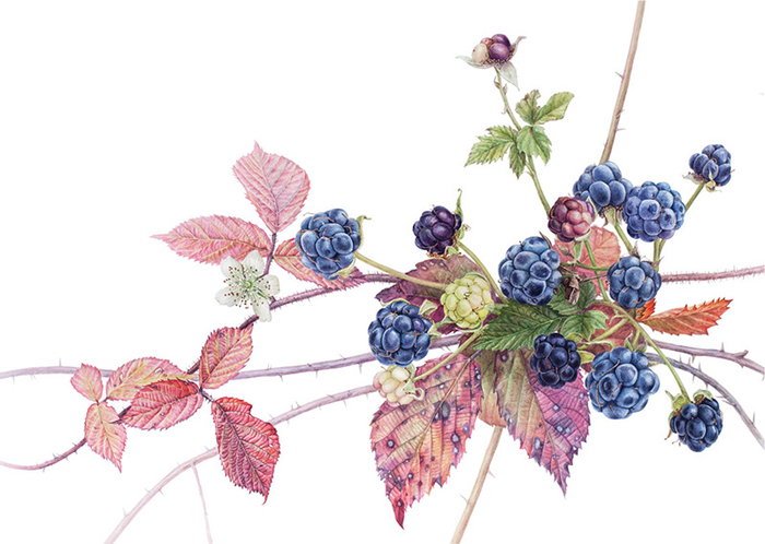 Ежевика сизая