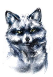 черно-бурый лис