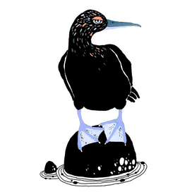Blue footed gannet