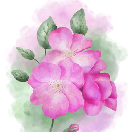 Розовый шиповник