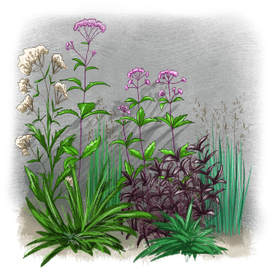 Ботанический скетч