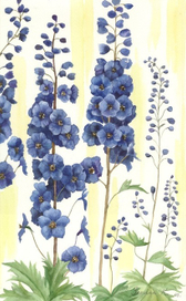 дельфиниум