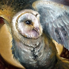 Сипуха - амбарная сова