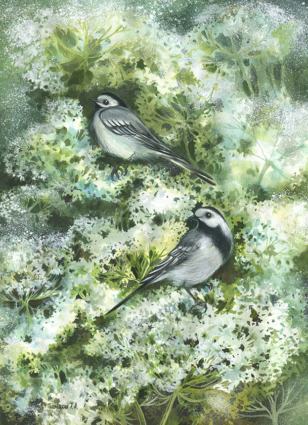 Две трясогузки