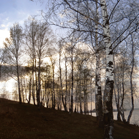 Берёзовый вечер ...