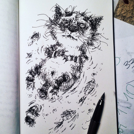 А котики плывут