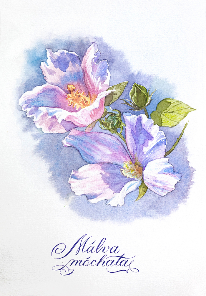 «Мальва мускусная»