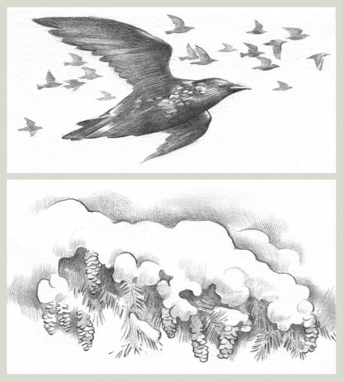 Шмуцтитул и концовка