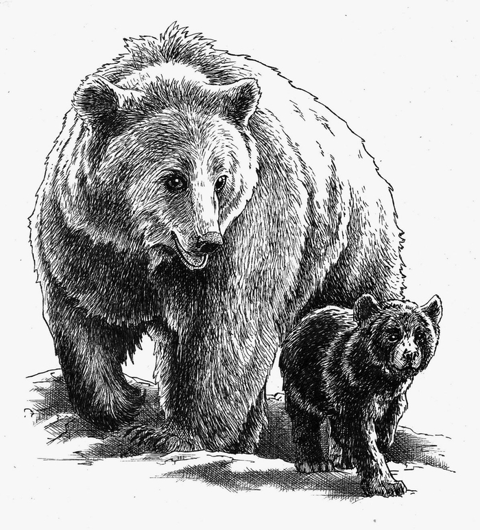 Гризли. Титул