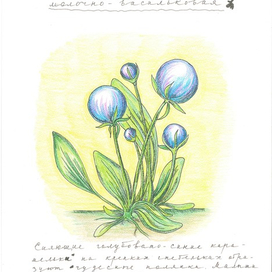 Карамель Молочно-Васильковая