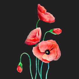 Маки (black or White)