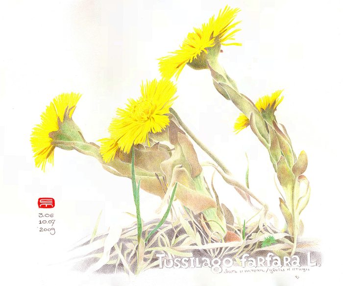 Мать и мачеха (из серии Цветы и птицы)