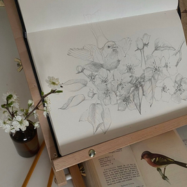 Зяблик на яблоне