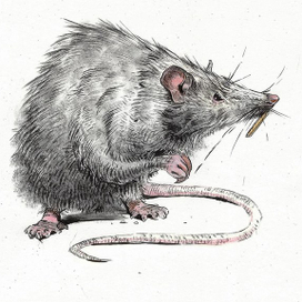 Крыса