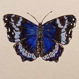 Синий Адмирал бабочка