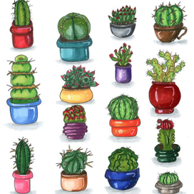 Succulents collection