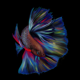 Бойцовая рыбка