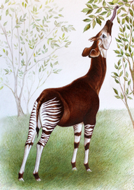 Окапи Машенька.