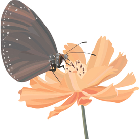 Бабочка и цветок