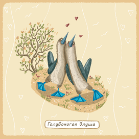 Голубоногая Олуша 