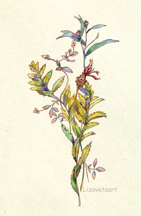 Полевые травы