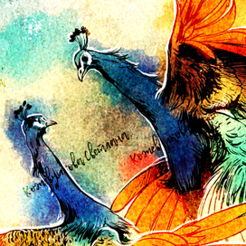 Павлины-мавлины