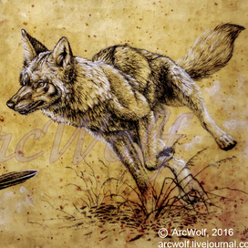 Койот и кукушка-подорожник