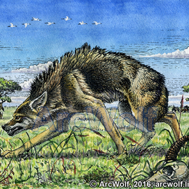 Африканский золотистый волк