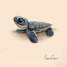 Tiny turtle